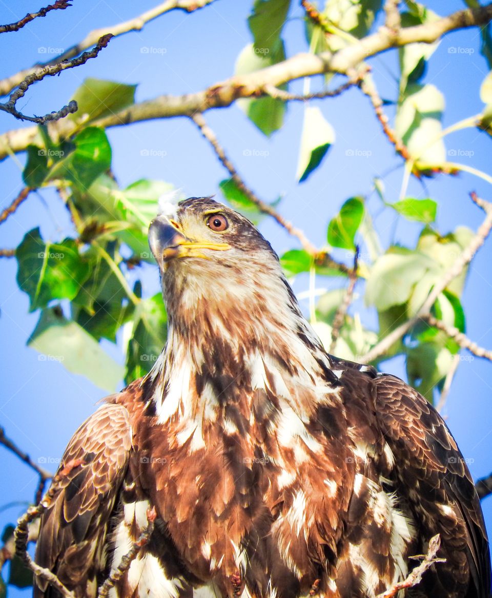 Young eagle