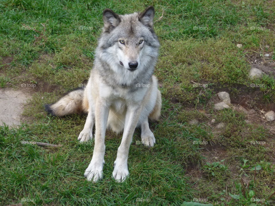 sitting wolf
