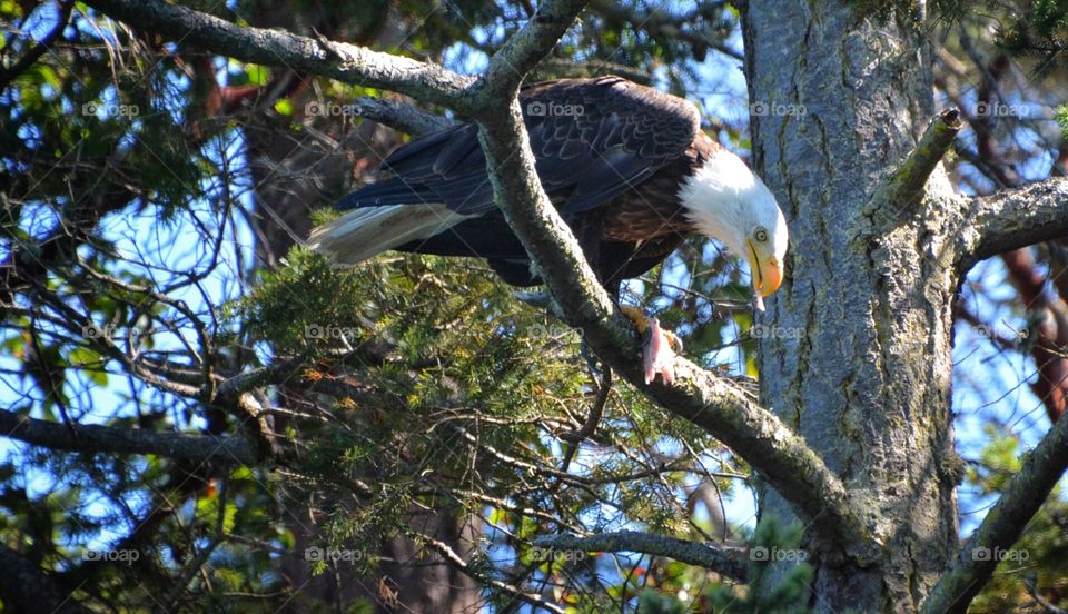 Bald Eagle with Salmon