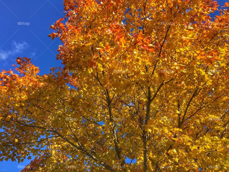 Beautiful fall colours 