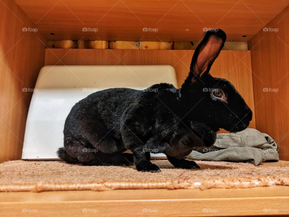 Rex domestic rabbit