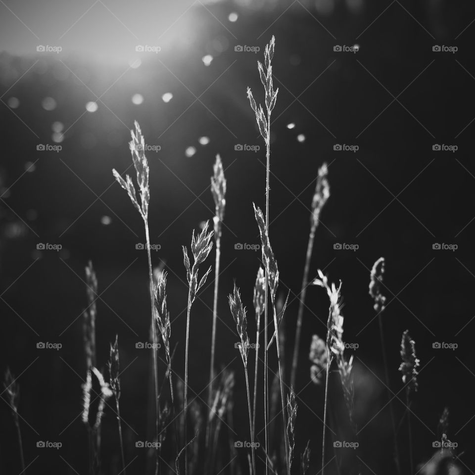 Fairies. My daughter thinks there are fairies at the bottom of our garden :) 