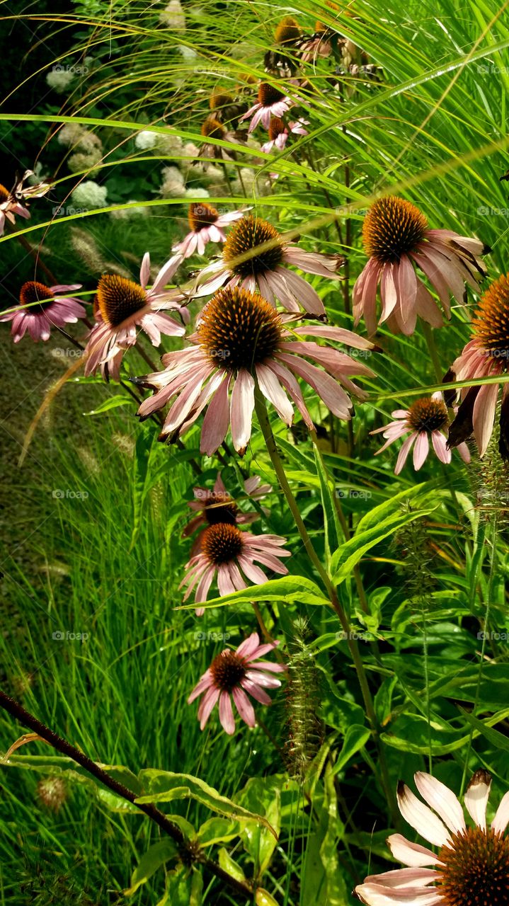 fall flowers scene