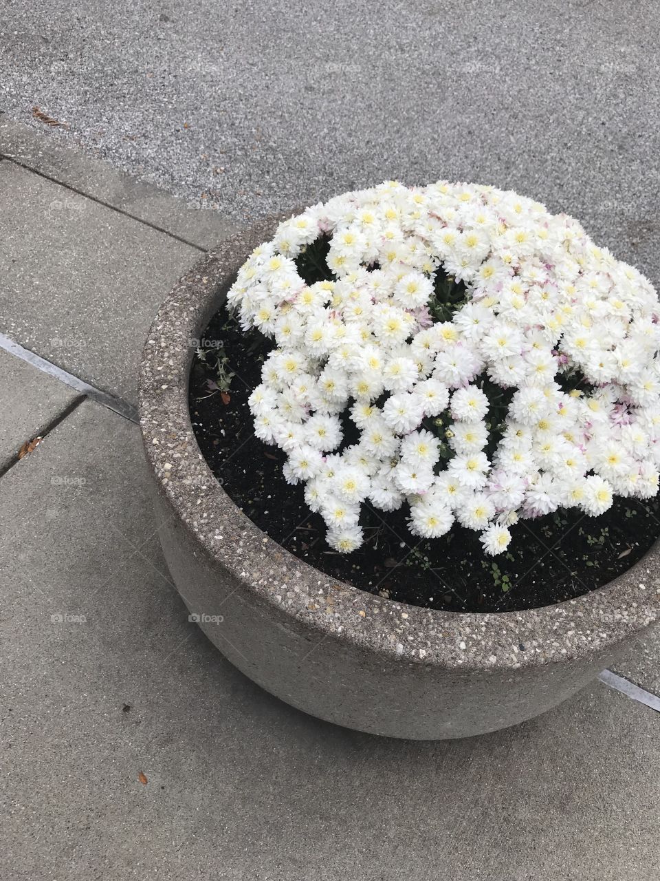 A shot of some simple white and yellow flowers sitting along a sidewalk. 