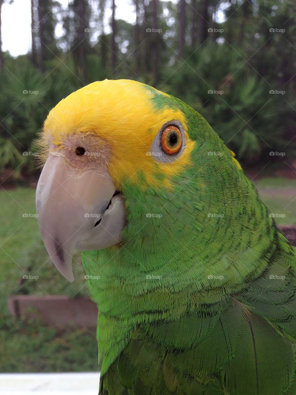 Beautiful portrait of a handsome Amazon Parrot.