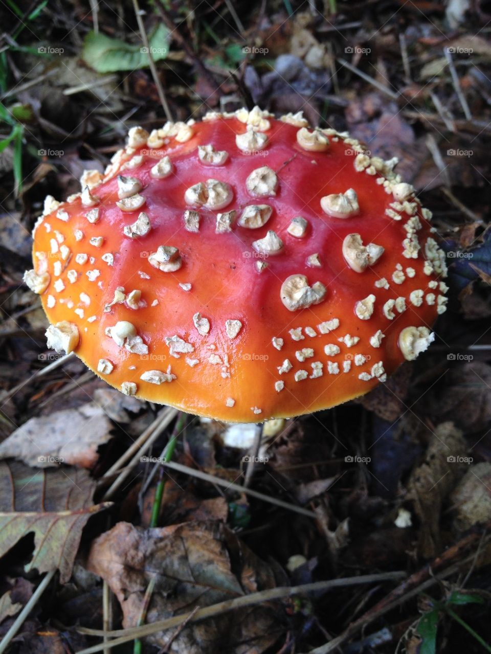 M. Amanita 