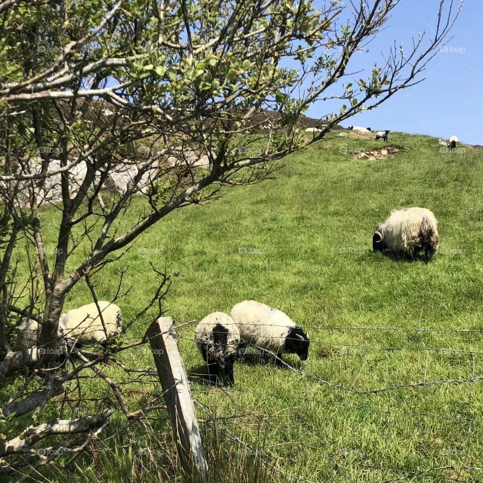 Sheep 