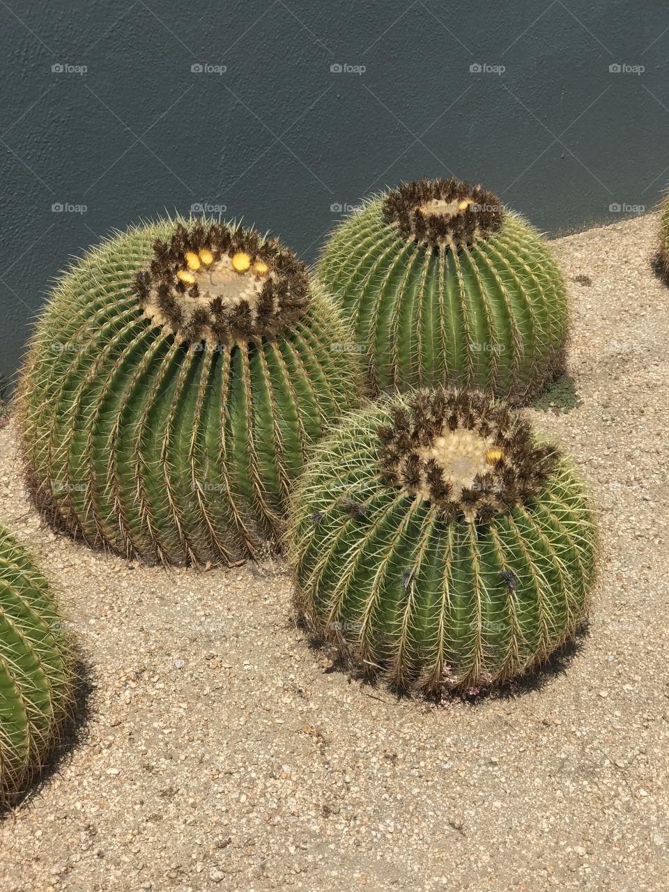 Cactus Arrangement 