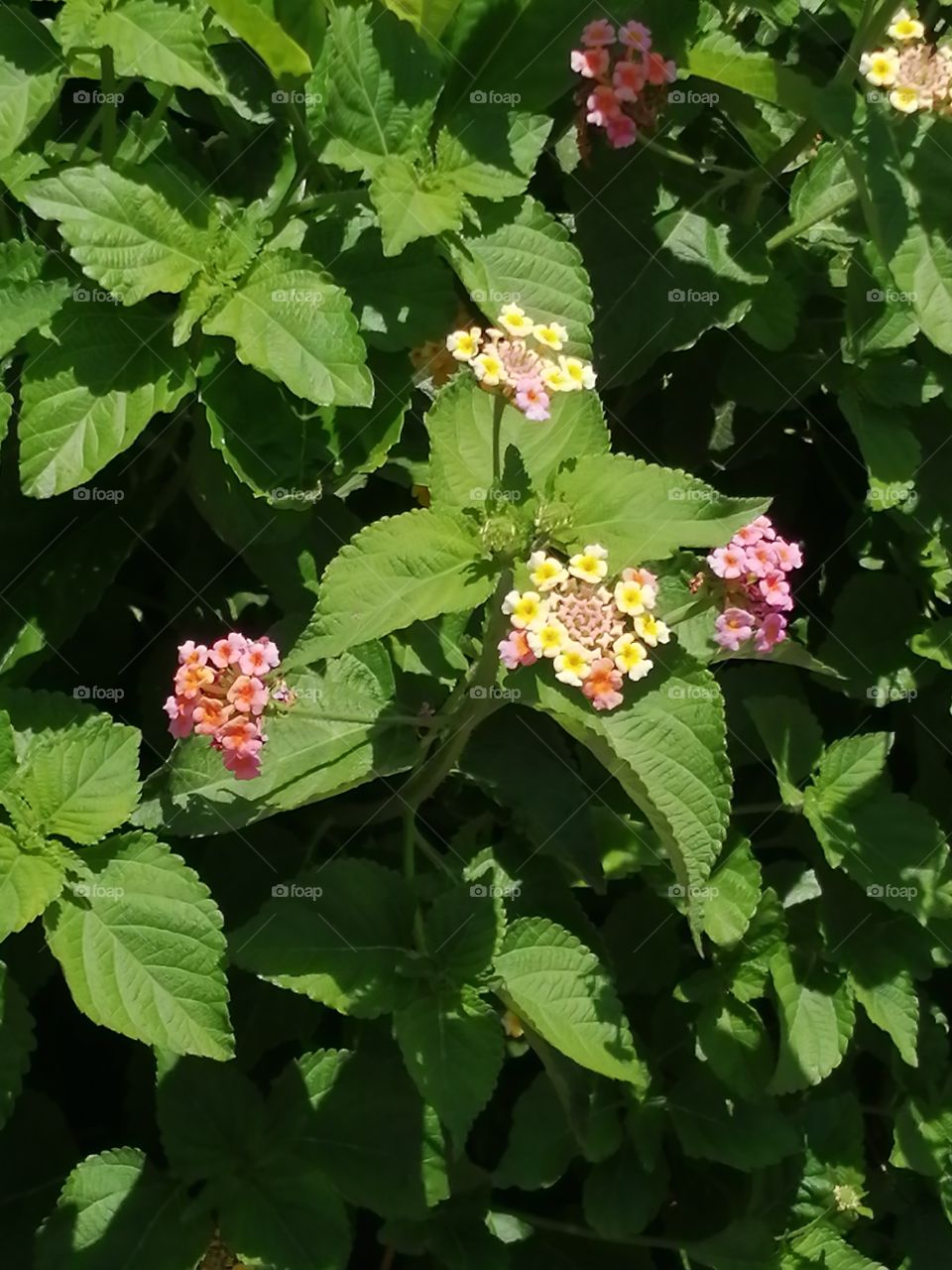 Beautiful pink and yellow flowers in the garden with green plants .