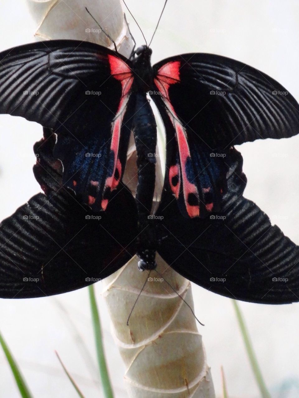 Black butterflies 