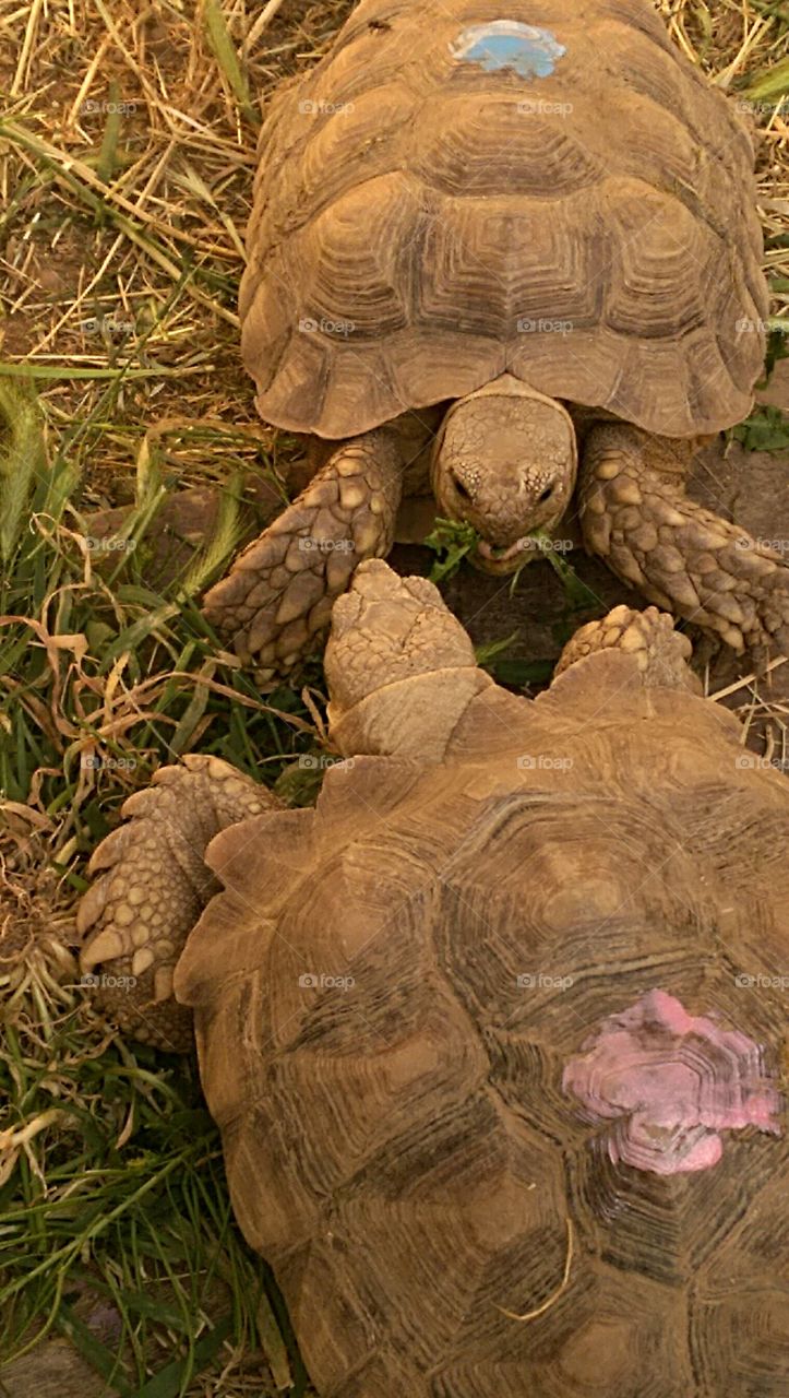 Aya (bottom) and Takoda, both African Sulcata tortoises