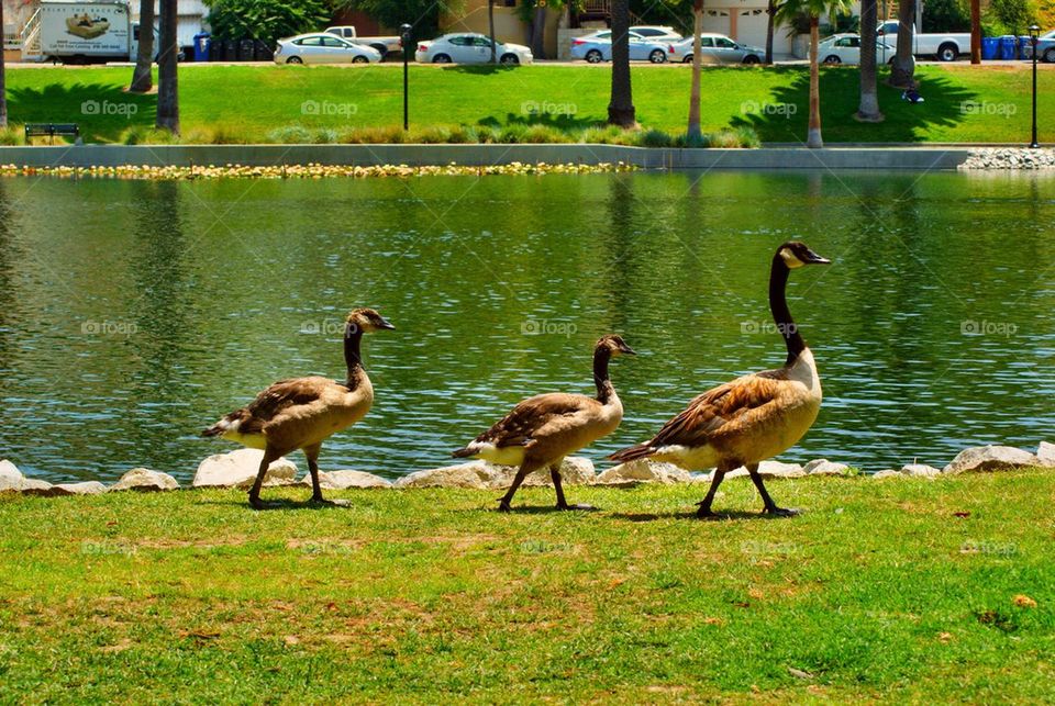 Geese walking in a park