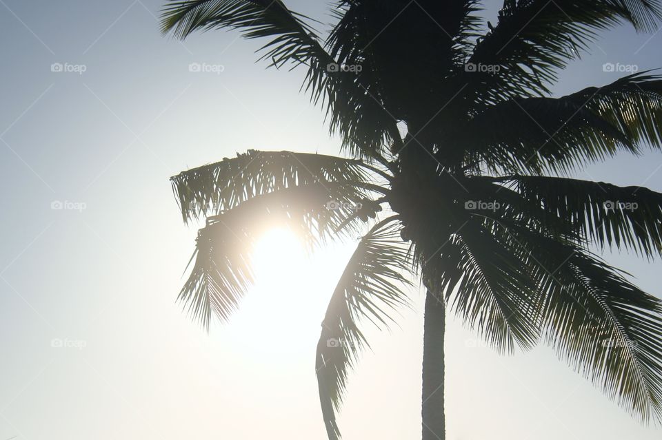 palm tree silhouette as the sun starts to set
