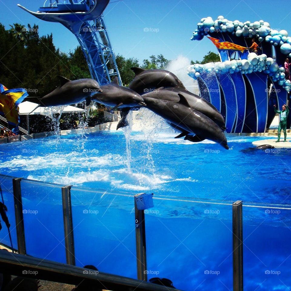 Dolphins at Sea World Orlando . Dolphins at Sea World Orlando