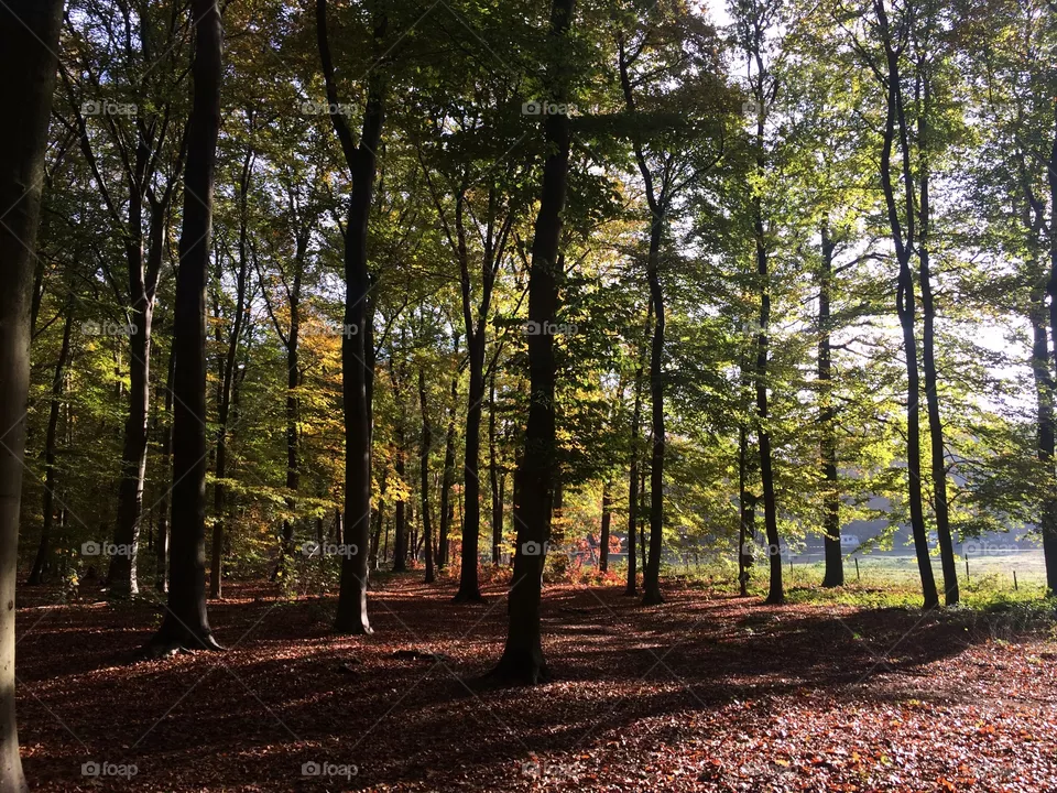 Nature