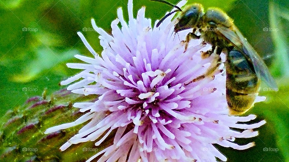 bee