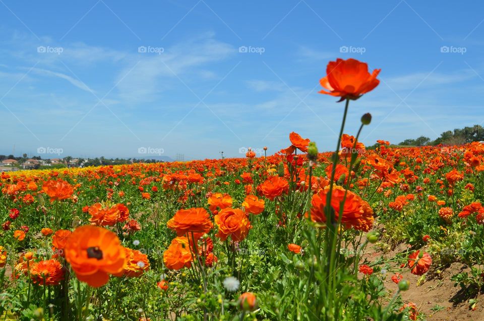 Colorful ranunculus flower fields in Carlsbad, CA