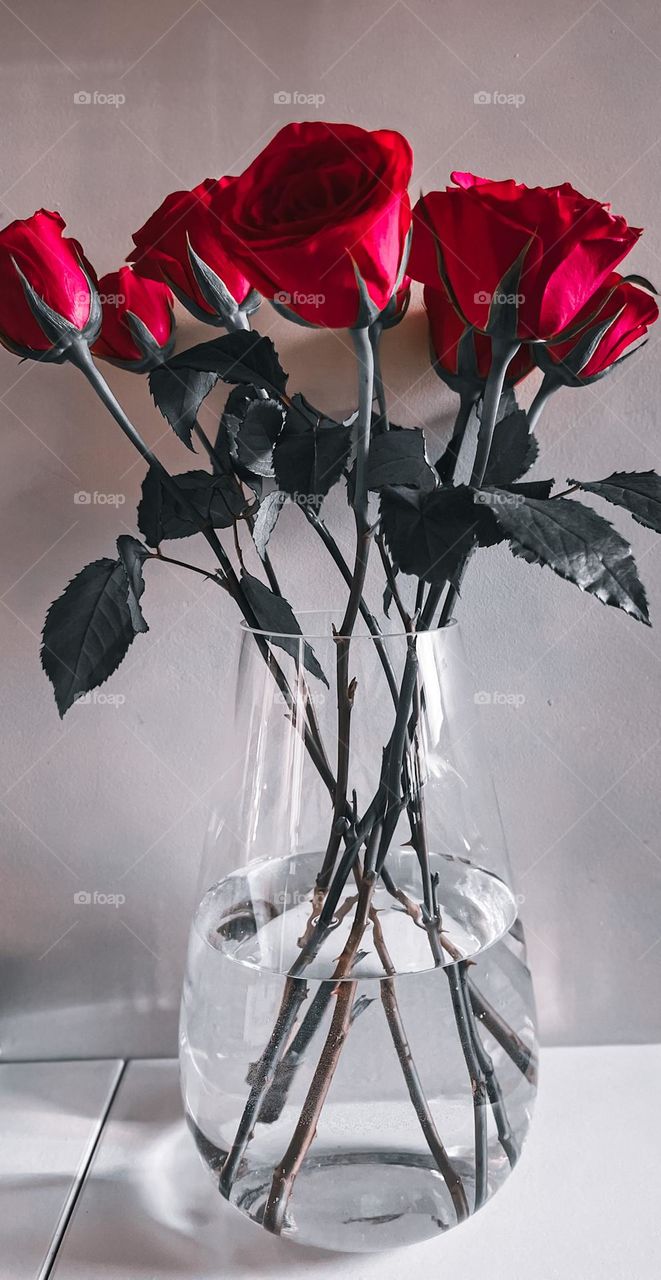 Beautiful red roses