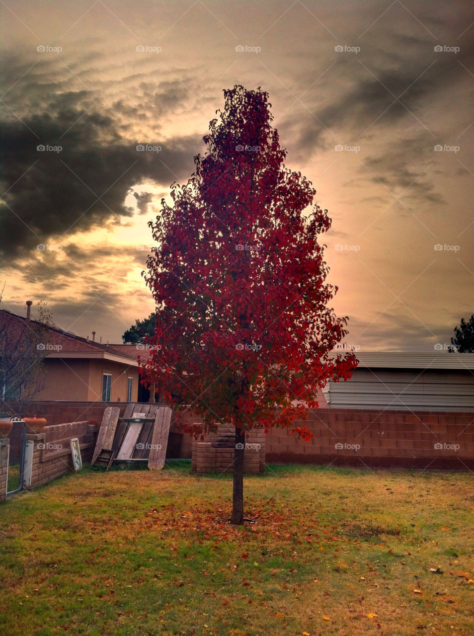 tree clouds leaves fall by letsgotoandys