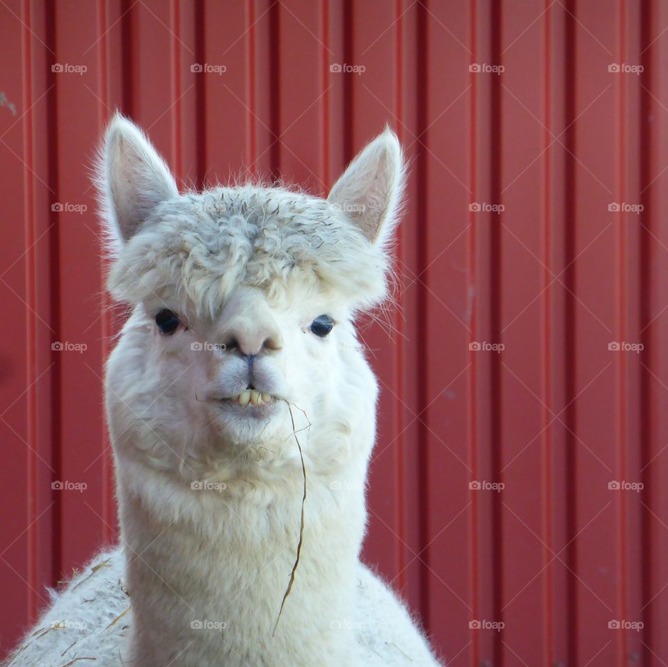 Alpaca eating grass straw