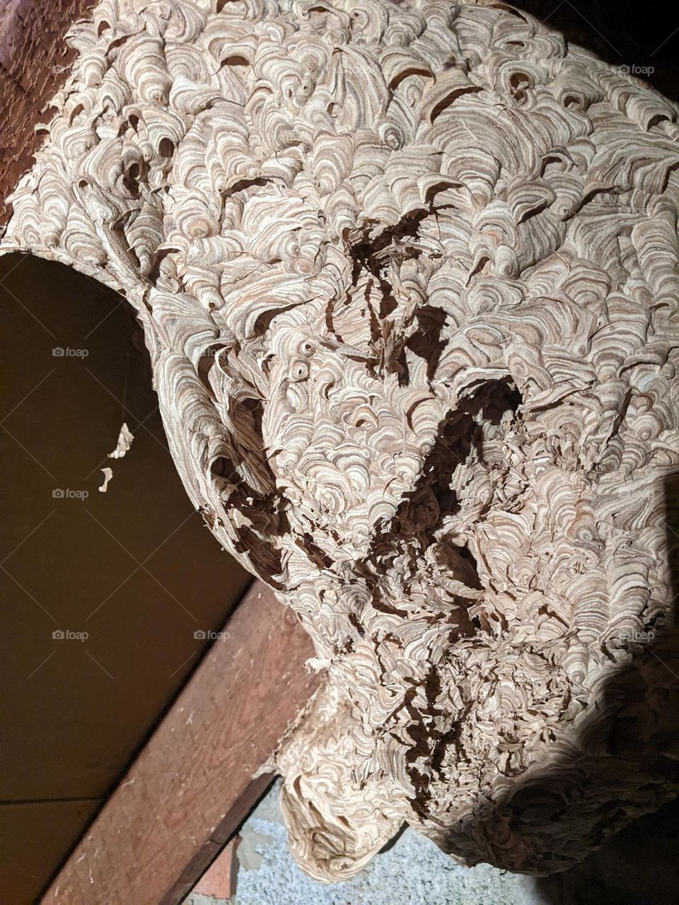 bees nest in the attic of a home