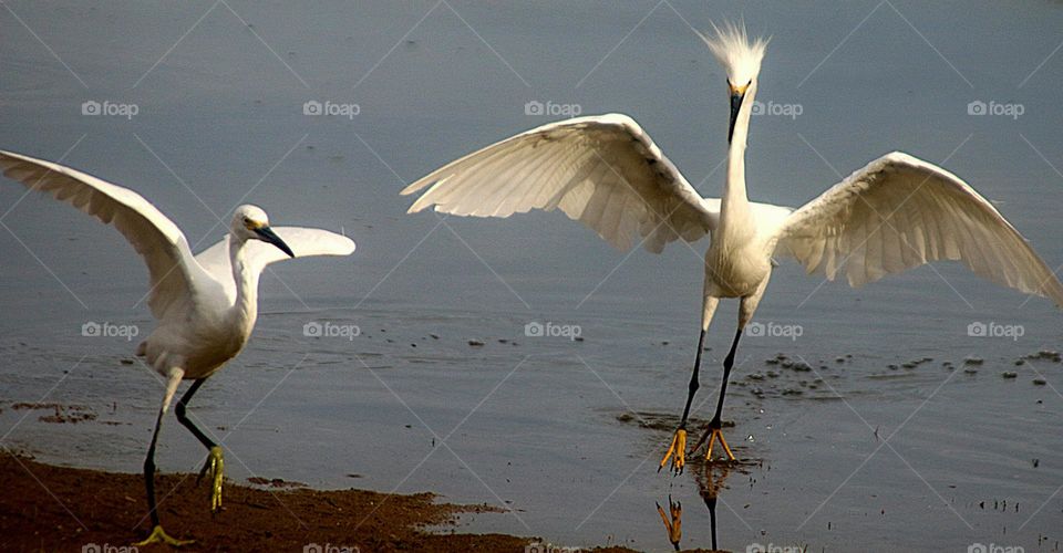 Snowy Egrets in Territory Dispute