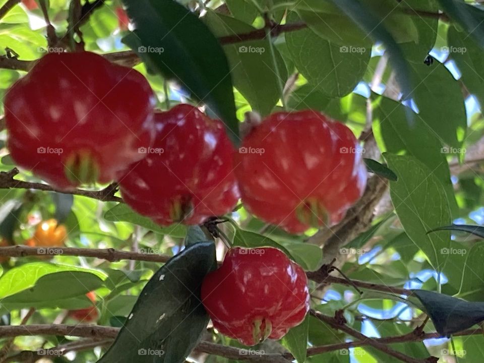 Frutas vermelhas de pitangueira penduradas na árvore. Galhos com folhas verdes sendo iluminados pelo sol.