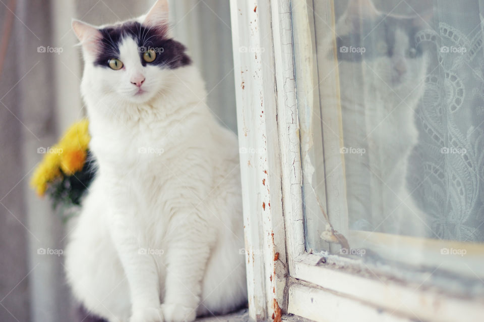 Reflection of cat in window