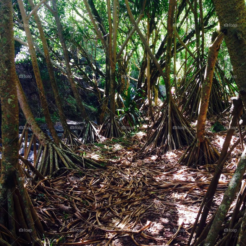 Tree, Wood, No Person, Tropical, Root