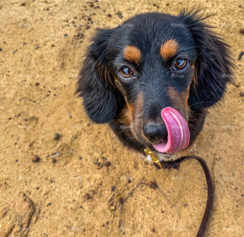 Dachshund puppy on leash sitting on dirt licking her lips 