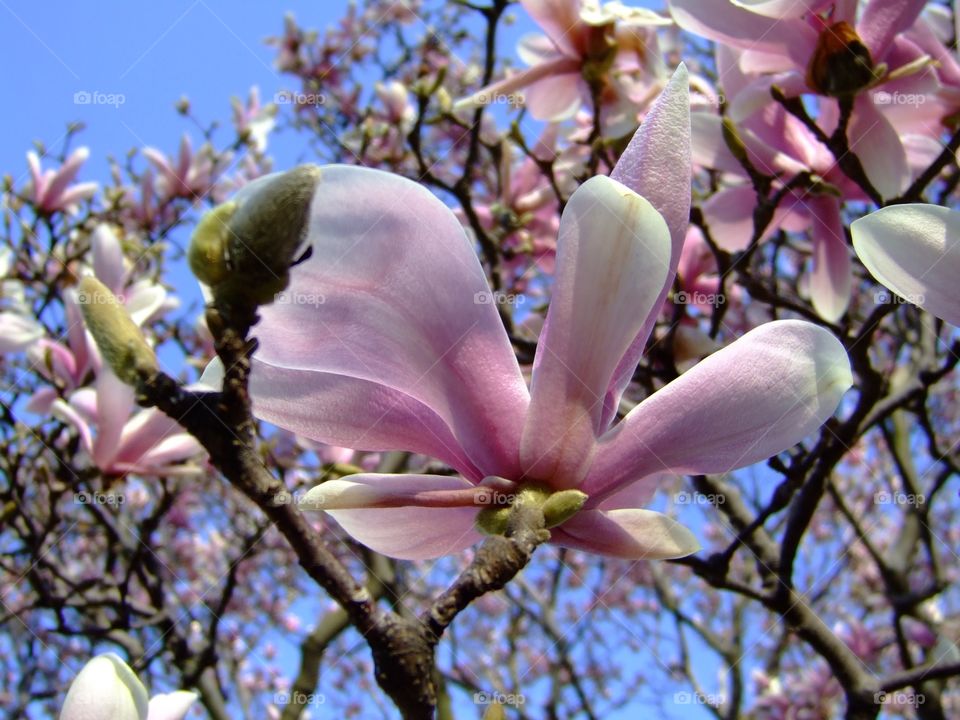 Spring Magnolia. Magnolia tree in bloom