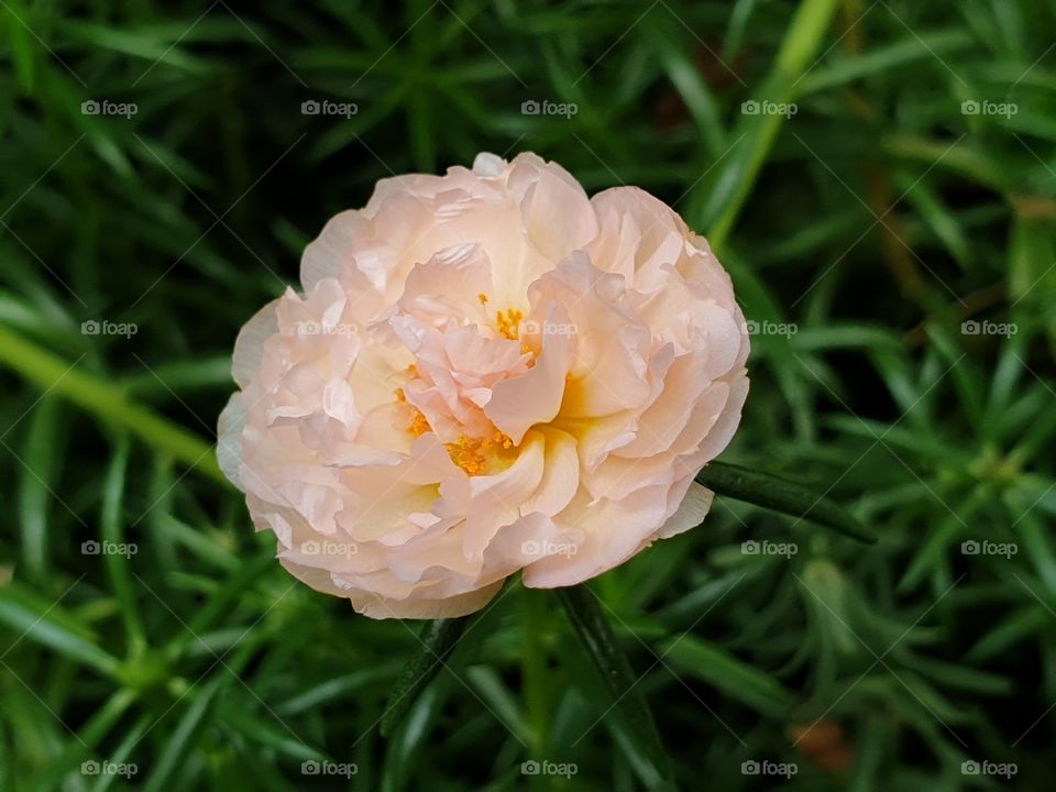 the portulaca grandiflora