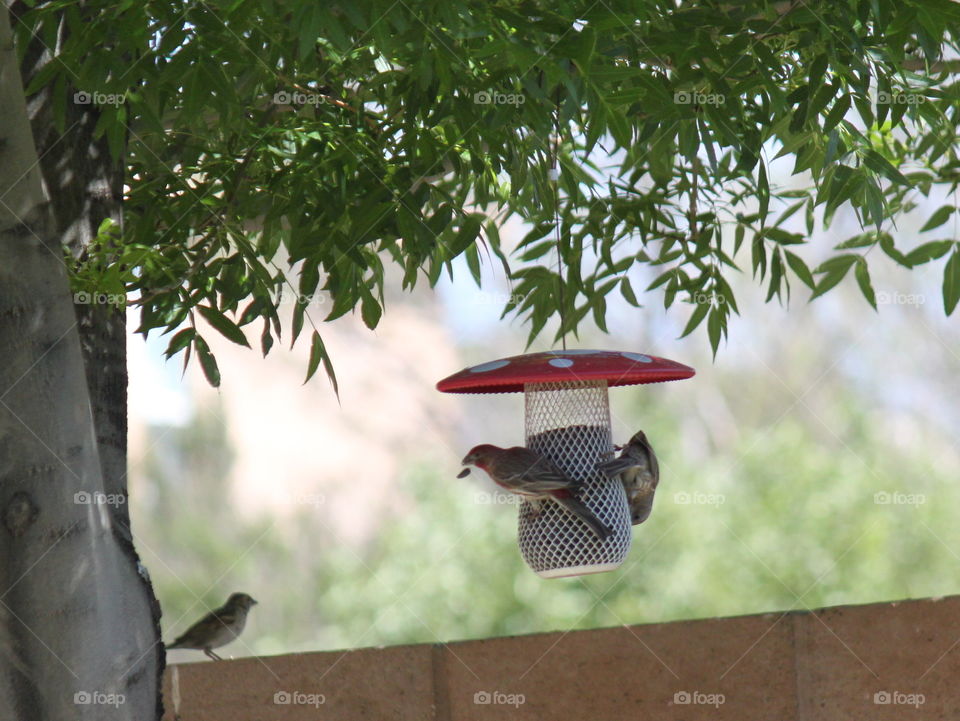Back yard bird feeder