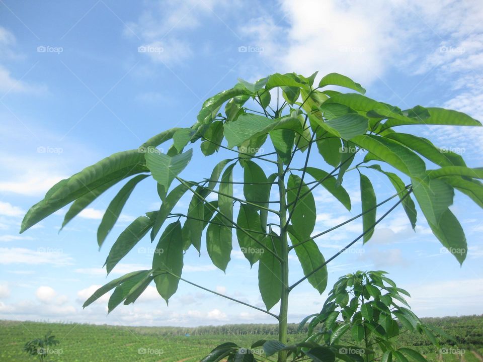 Young, beautiful green rubber plant shoots rise into the bright blue sky.