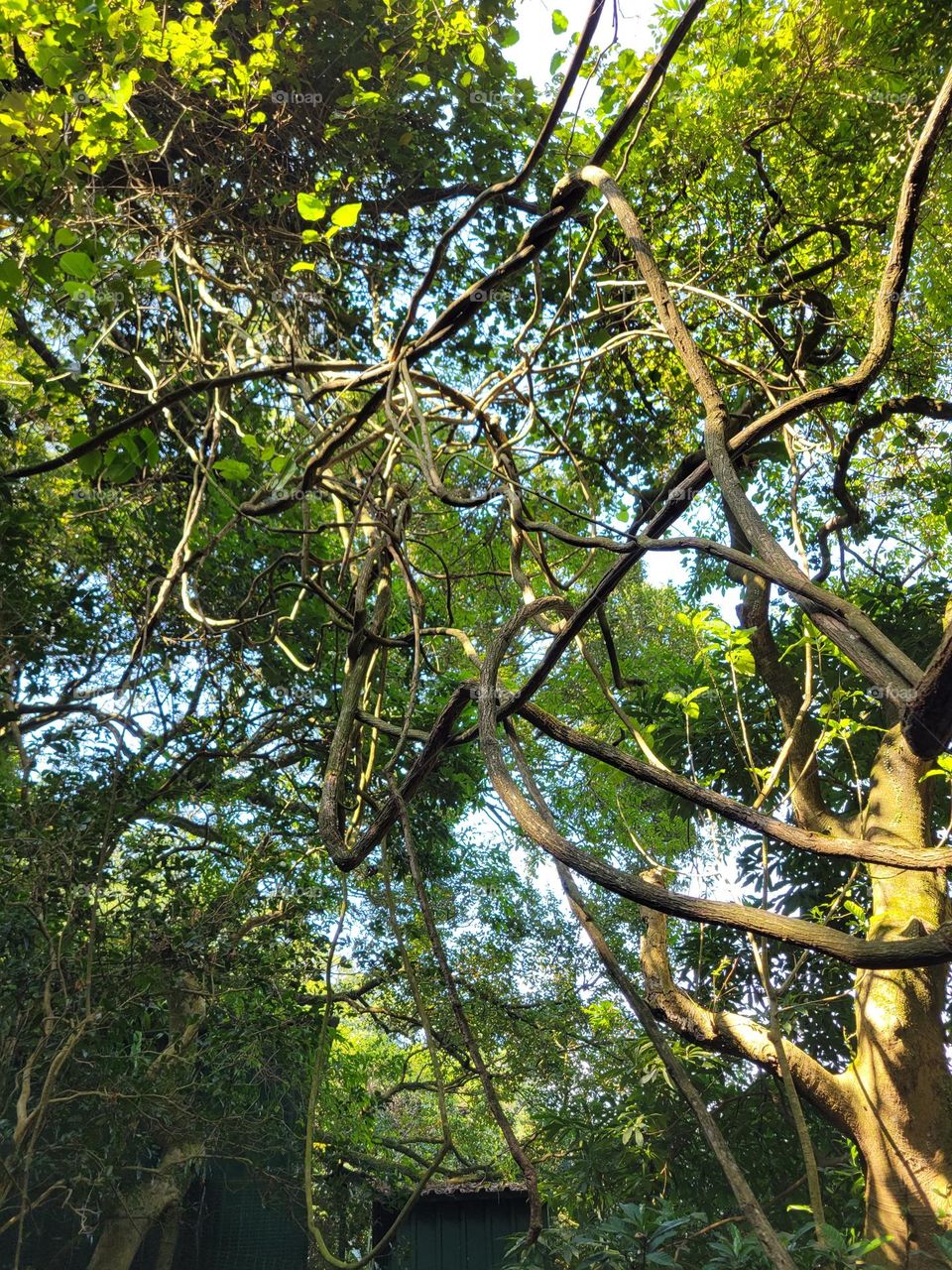 Trees with intertwined branches at Hong Kong Kadoorie Farm