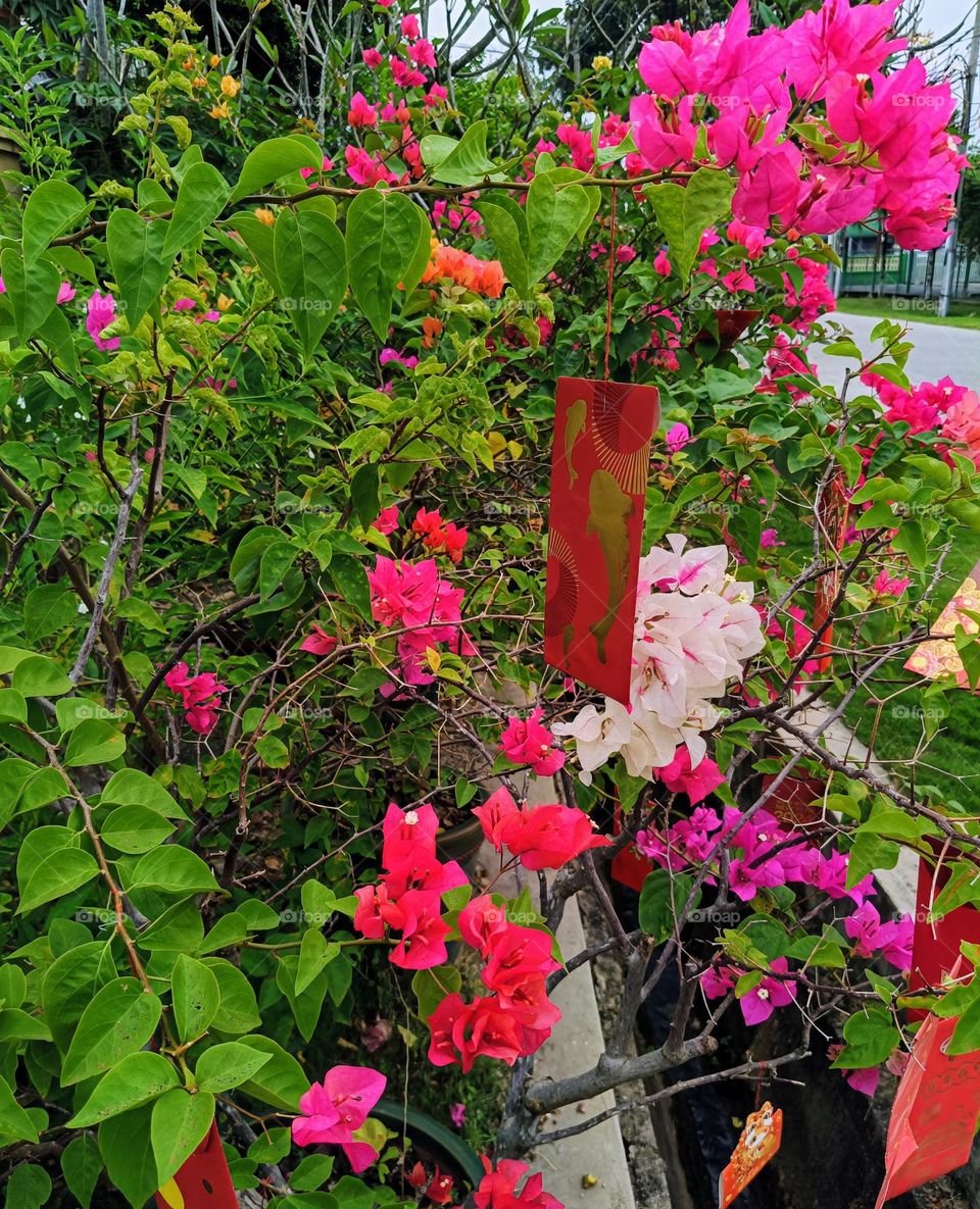 Bougainvillea plant decorated with red packets.