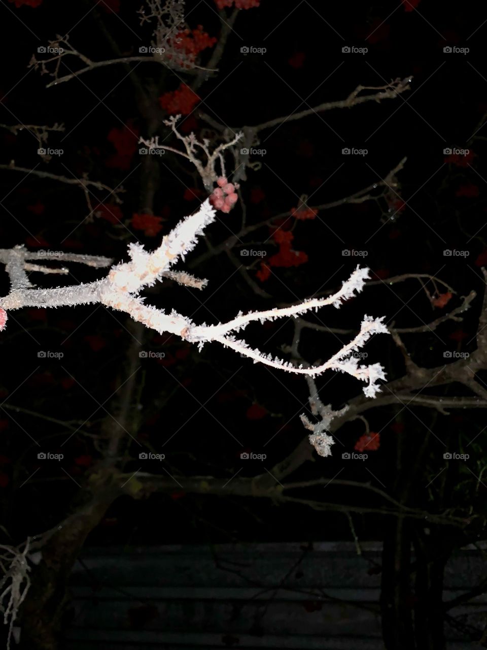 hoarfrost on a rowan tree. frosty night