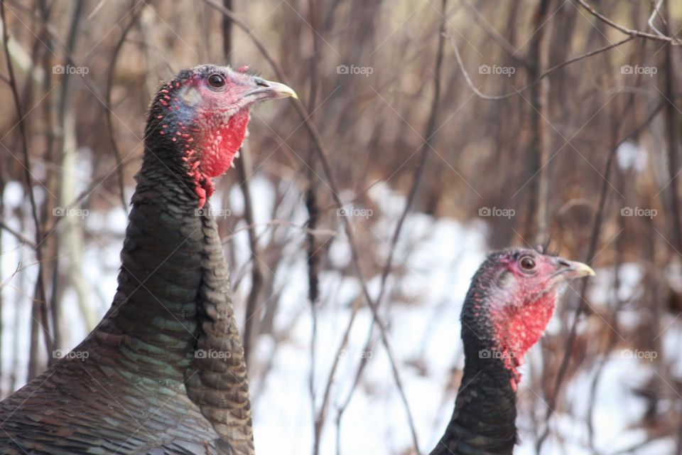 Turkeys on alert: watching for predators.