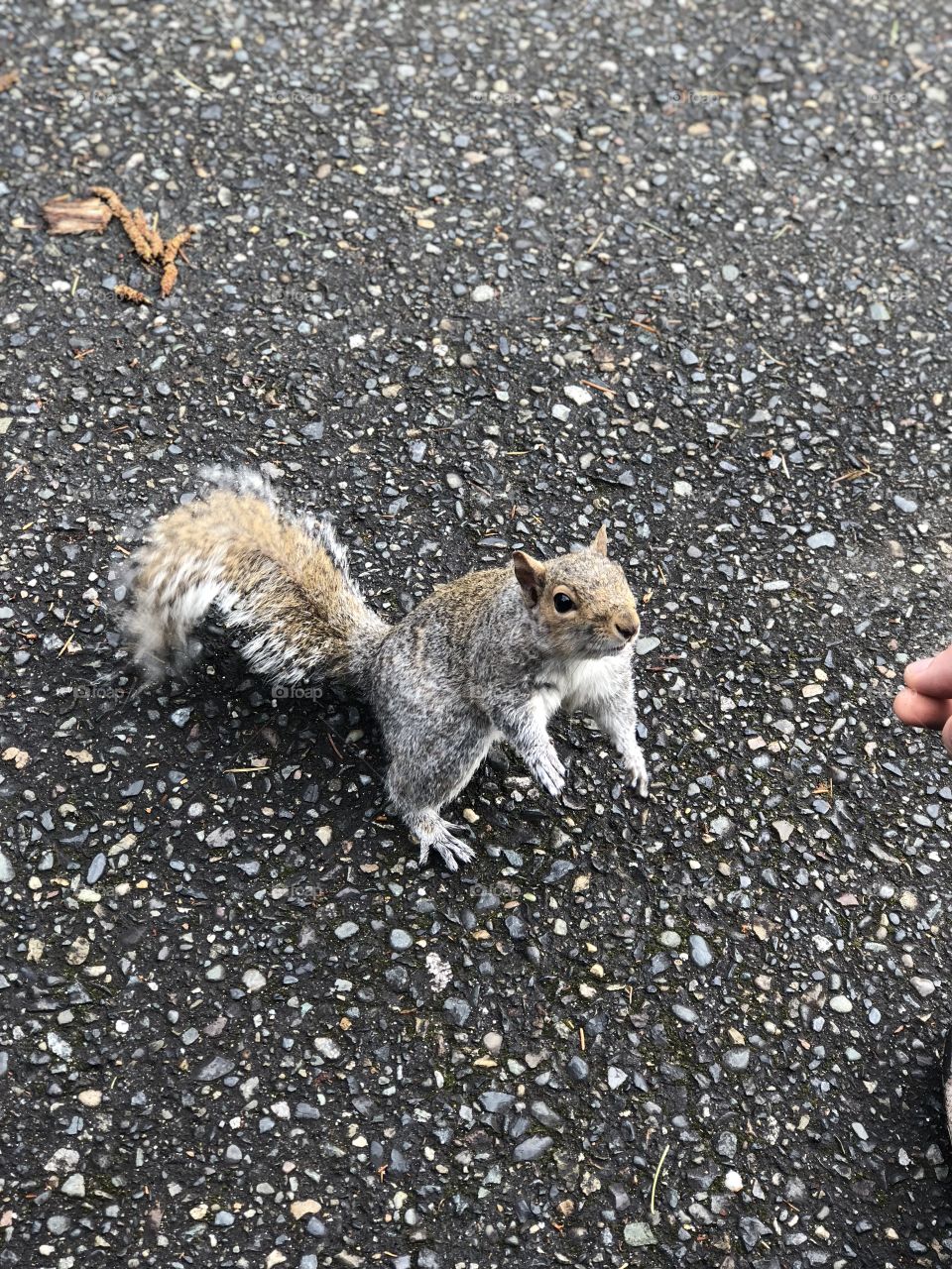 Our new squirrel friend :)
