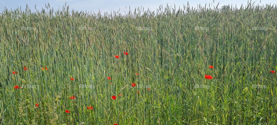 poppies in grain field