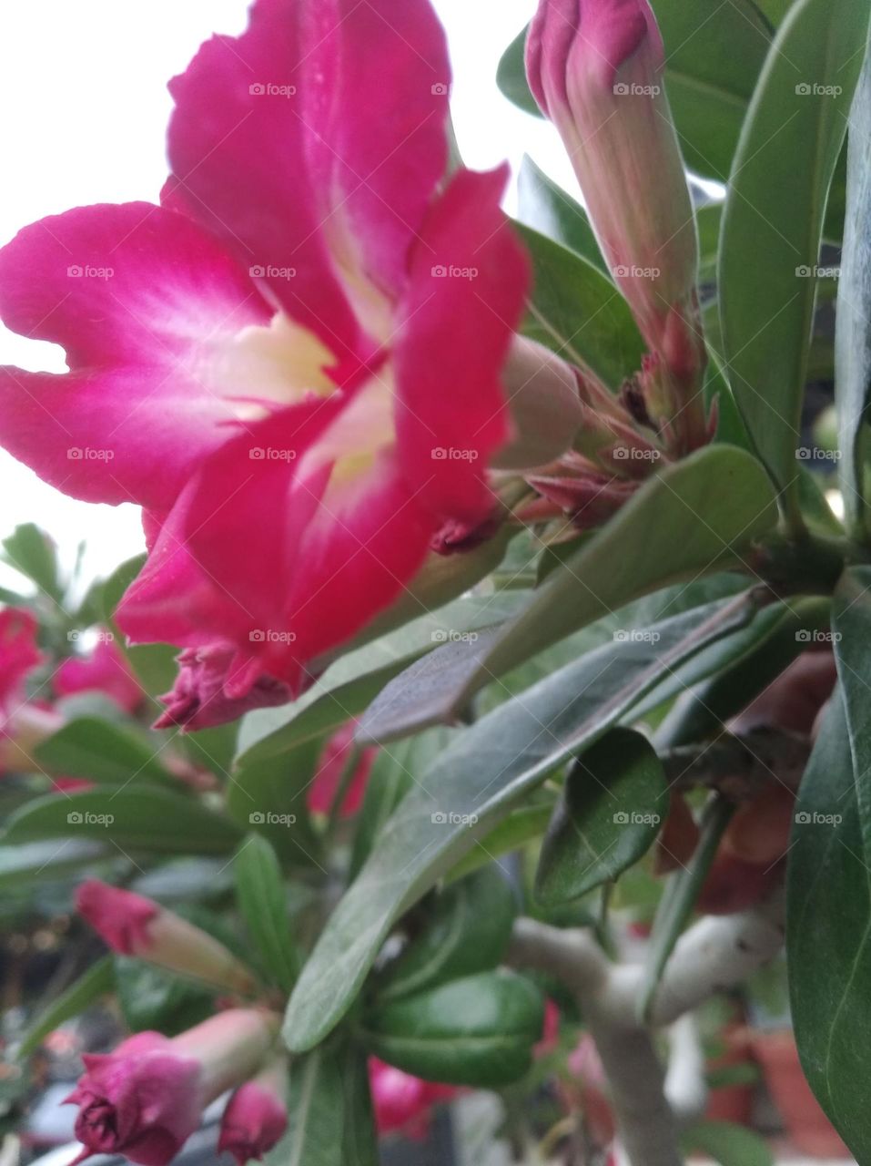 pink flower seasonal fresh shurb small size looks very beautiful generally found everywhere seasonal