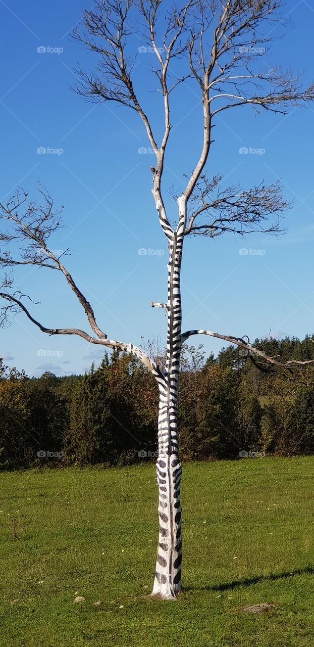 Zebra tree 