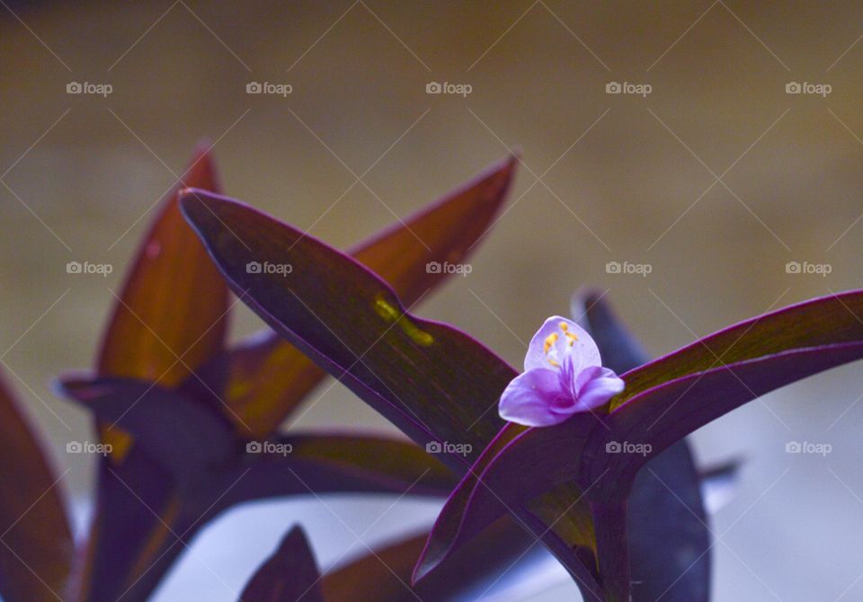 Purple flower 3