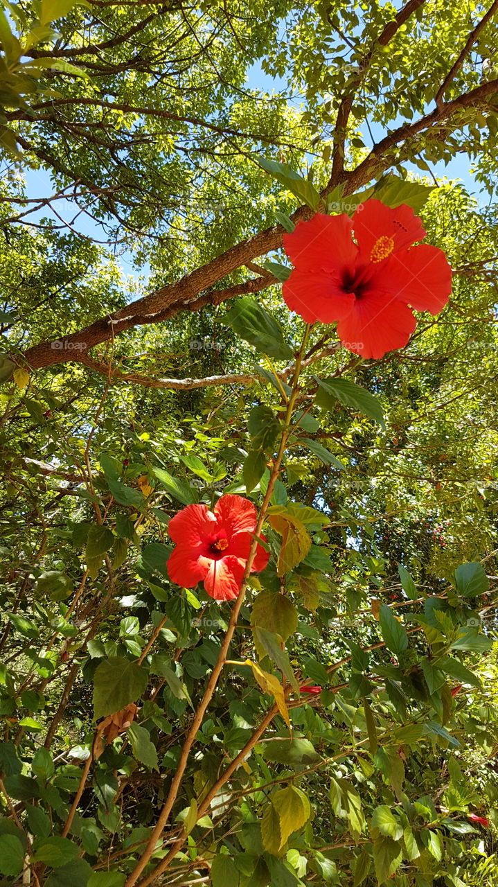 Red flowers in summer garden in Stellenbosch South Africa