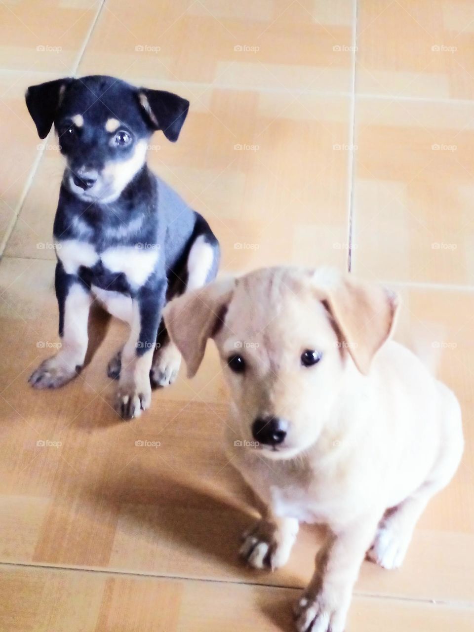 Sen ơi chụp cho đẹp nhé.