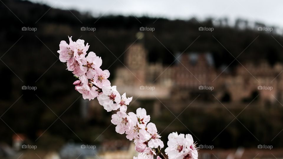 Pfirsichblüten 