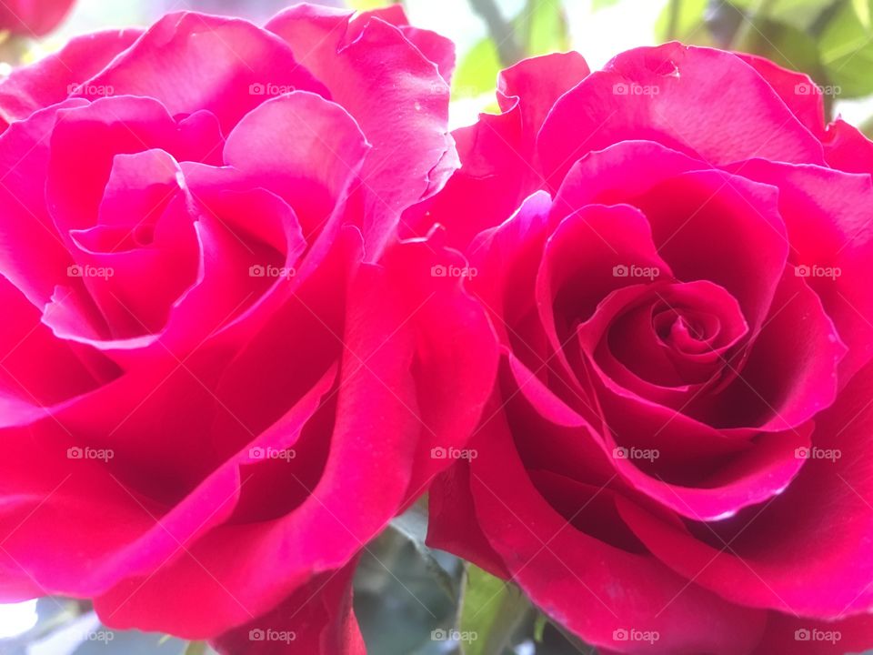 Two hot pink roses within a bouquet captured close up in Winter.