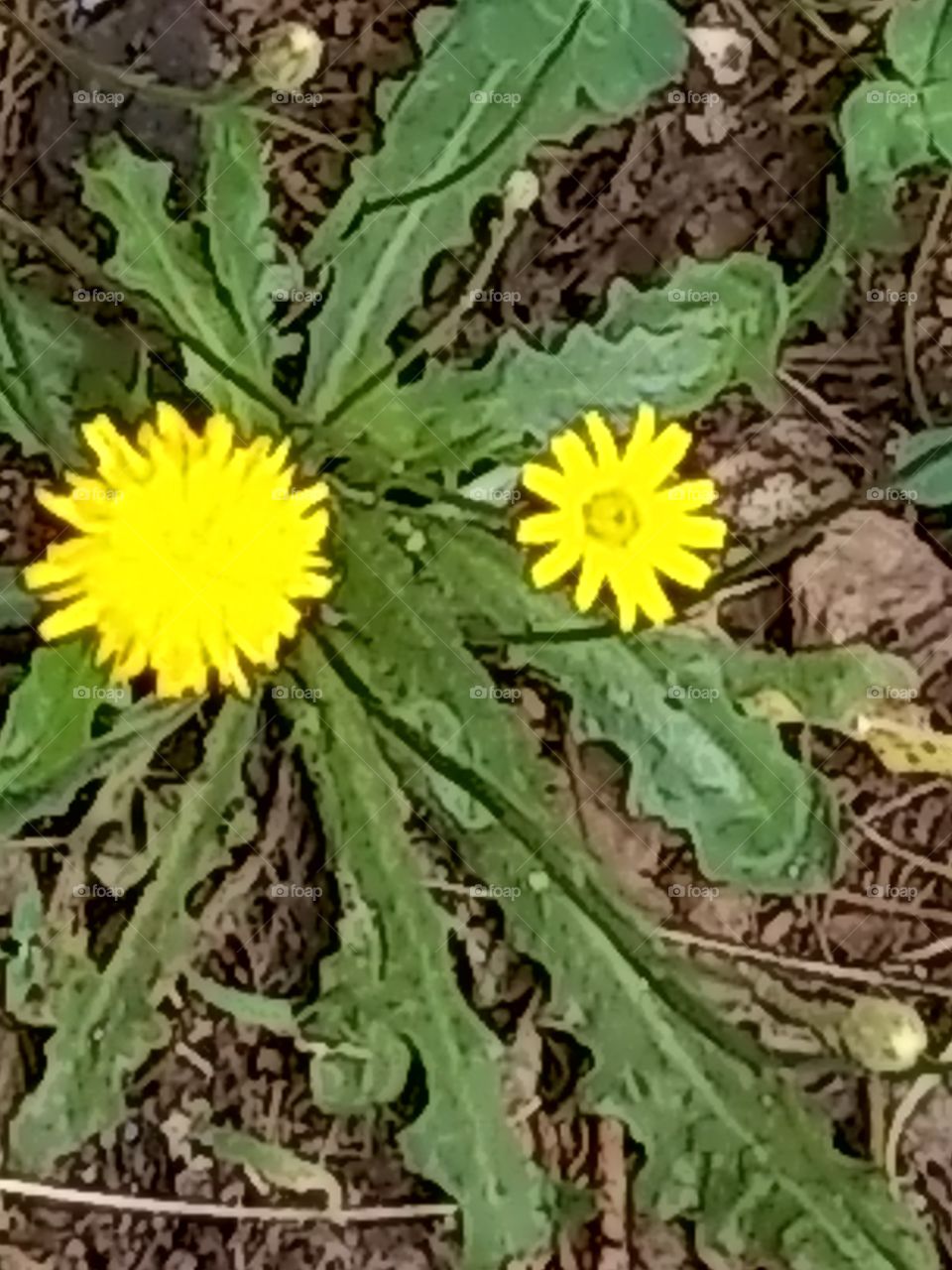 flowers