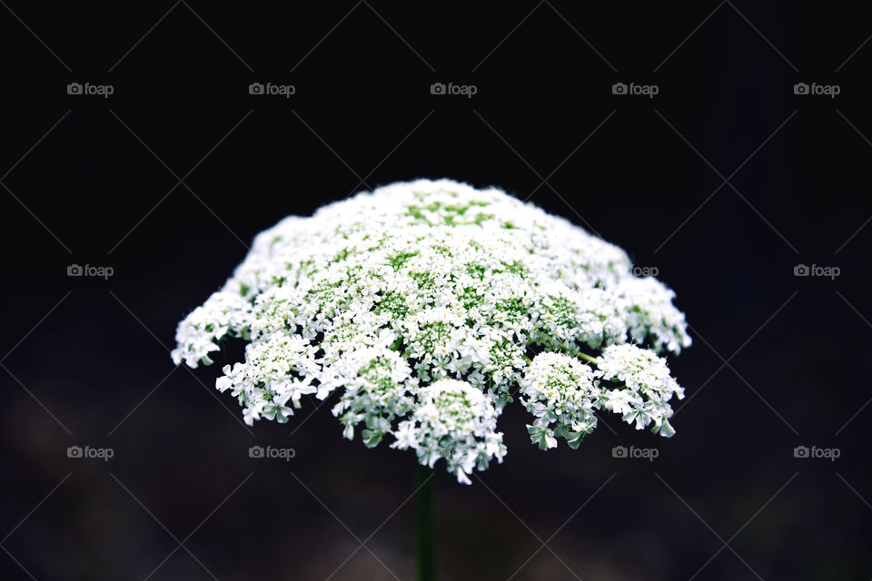 White flower on the black background.