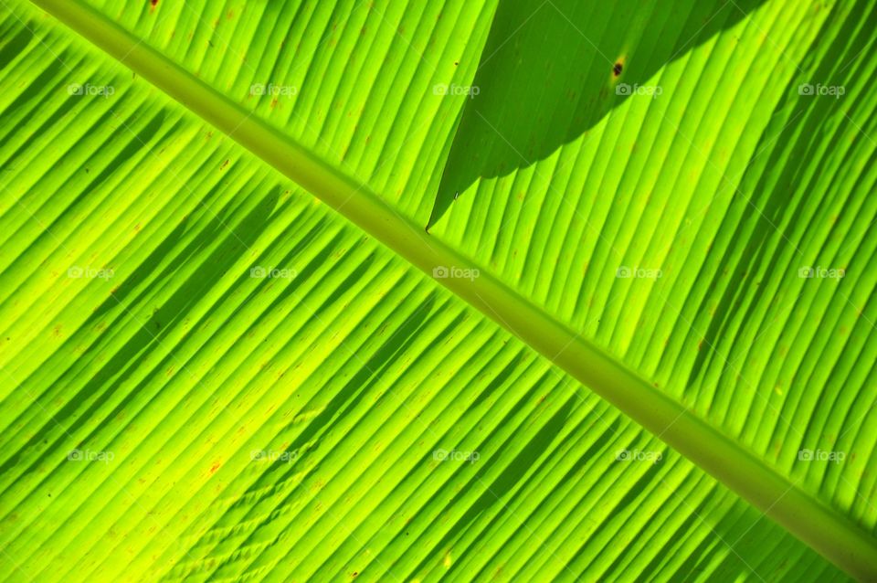 Banana leaf textured abstract background. Green leaf texture.